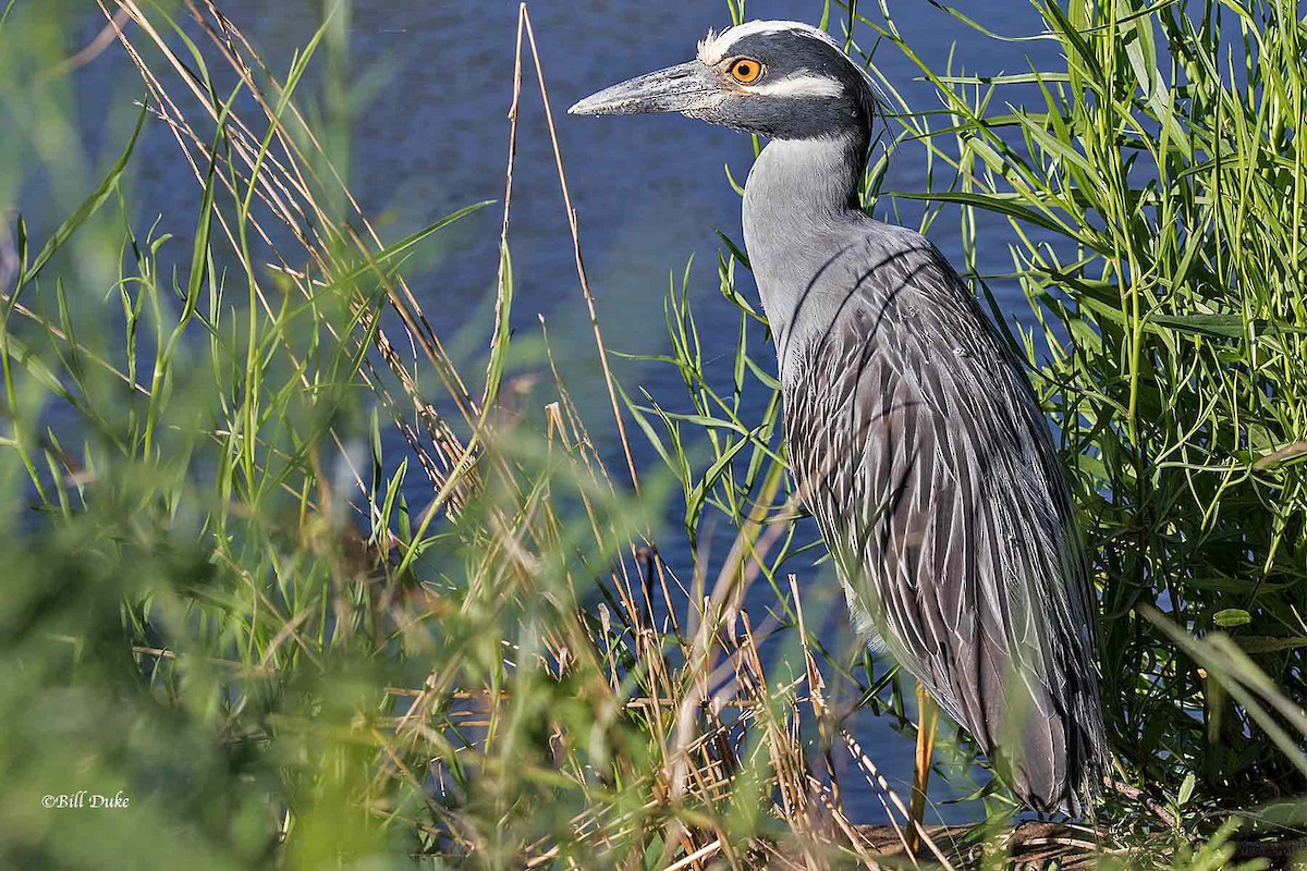 Yellow-crowned Night Heron - ML245403101