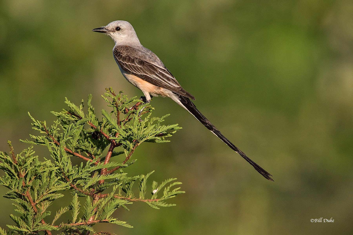 Scissor-tailed Flycatcher - ML245403881