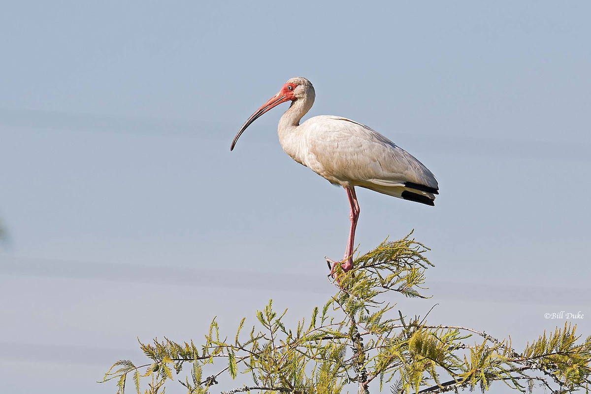 White Ibis - ML245404261