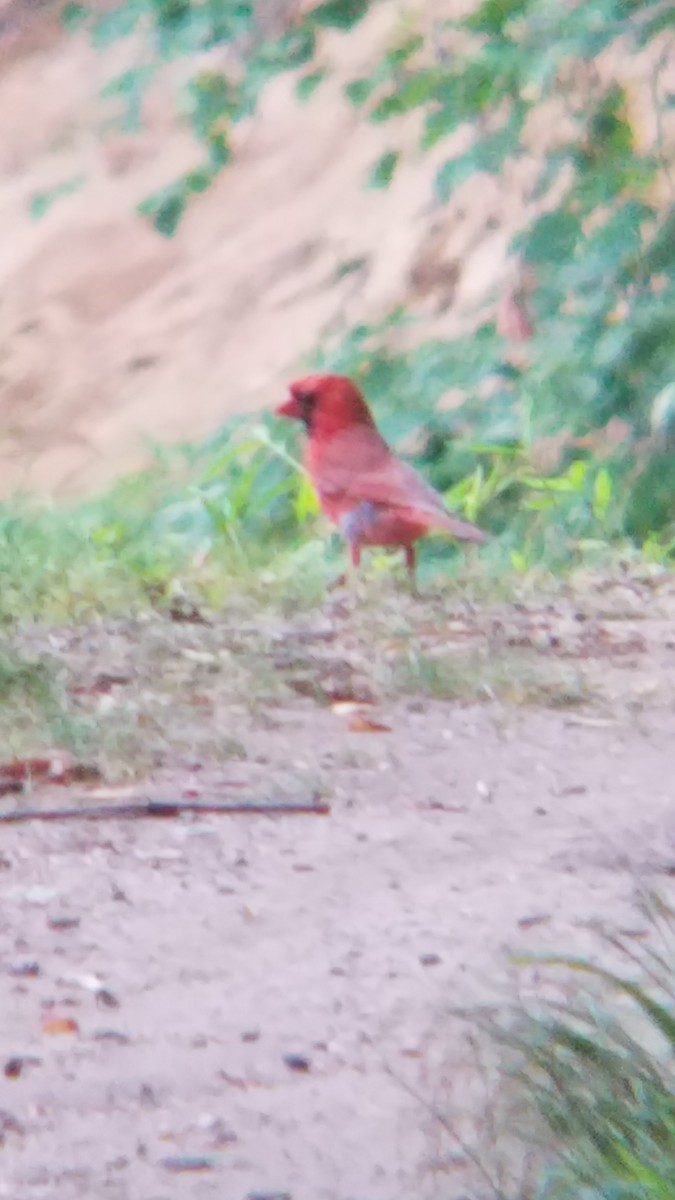 Northern Cardinal - ML245404381