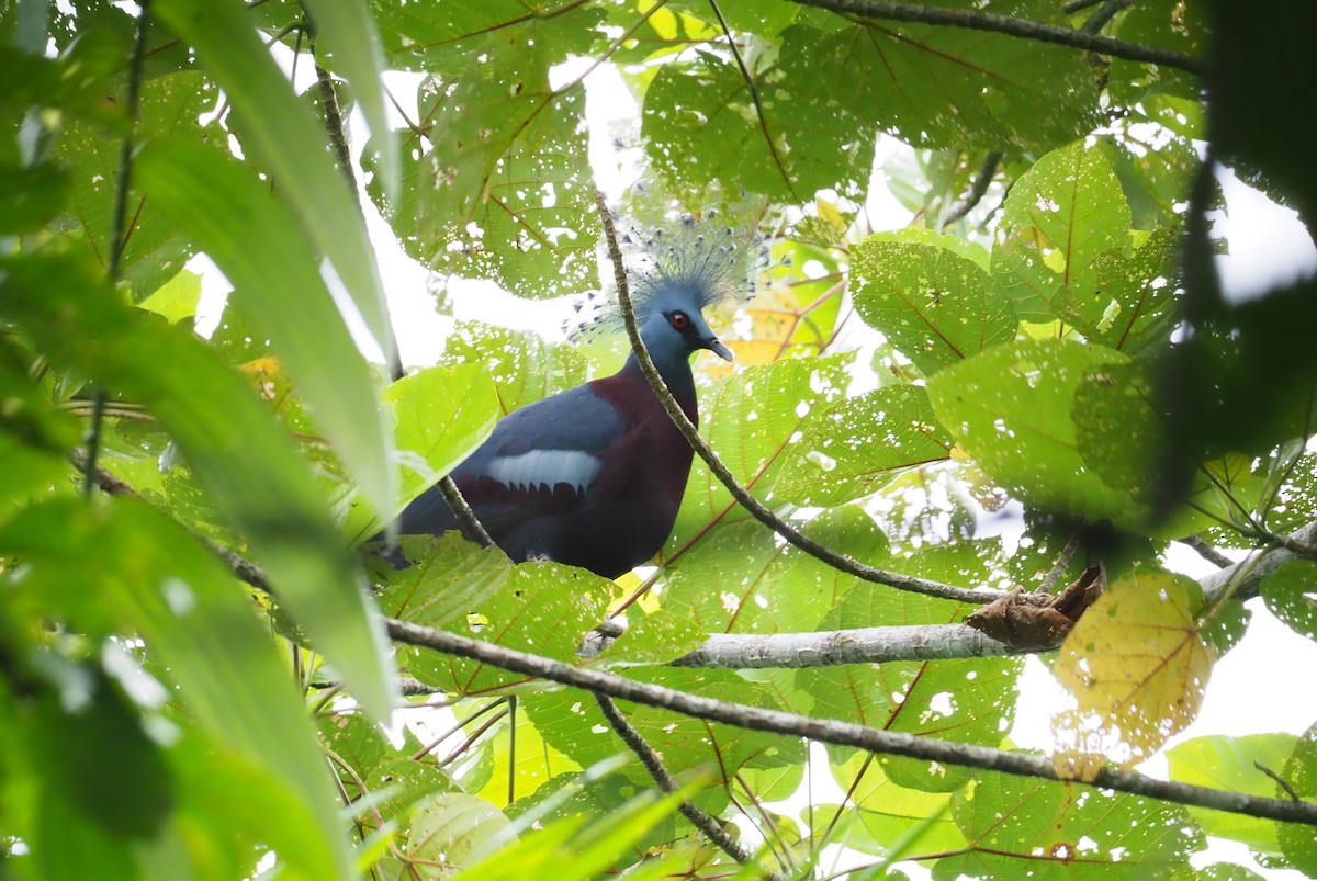 Victoria Crowned-Pigeon - ML245404481