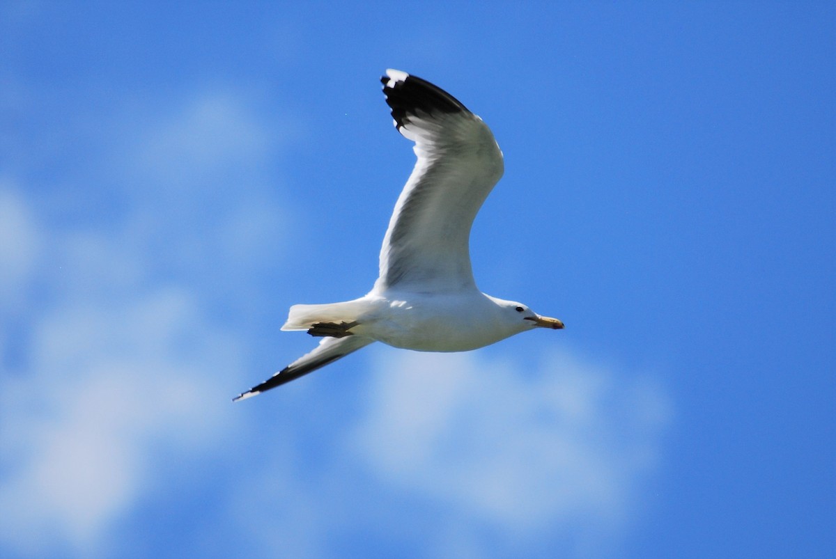 California Gull - ML245404501