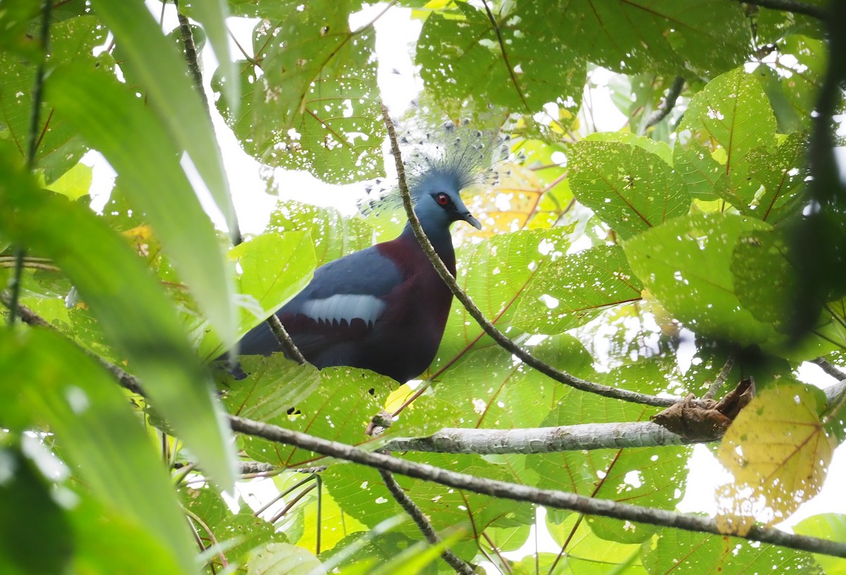 Victoria Crowned-Pigeon - ML245404611