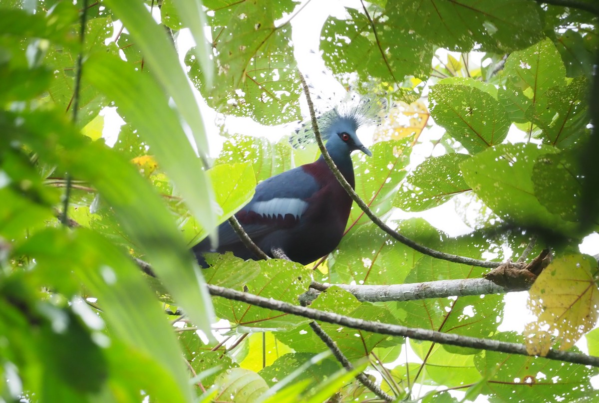 Victoria Crowned-Pigeon - Stephan Lorenz