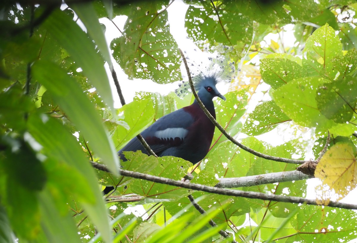 Victoria Crowned-Pigeon - ML245404941