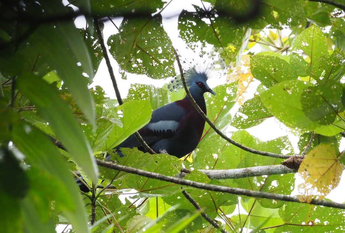 Victoria Crowned-Pigeon - ML245404971