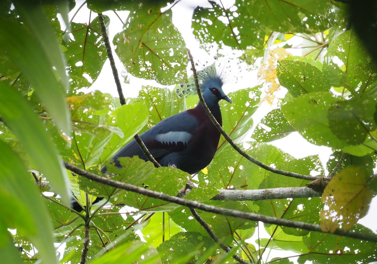 Victoria Crowned-Pigeon - Stephan Lorenz