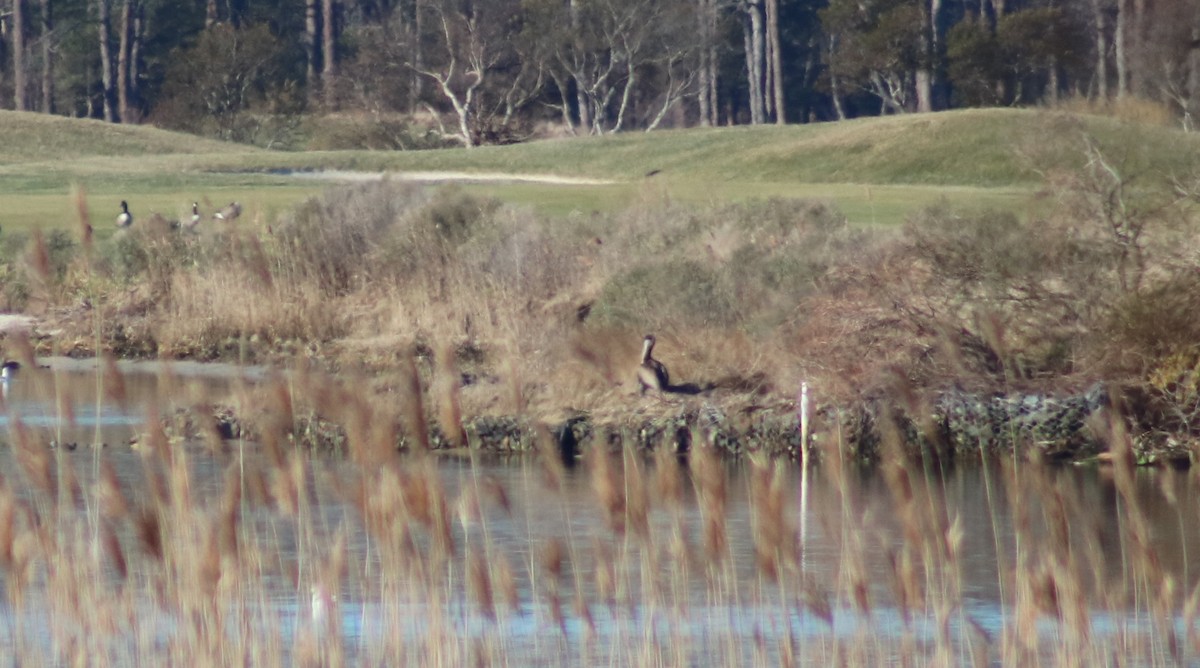 Braunpelikan - ML24540511