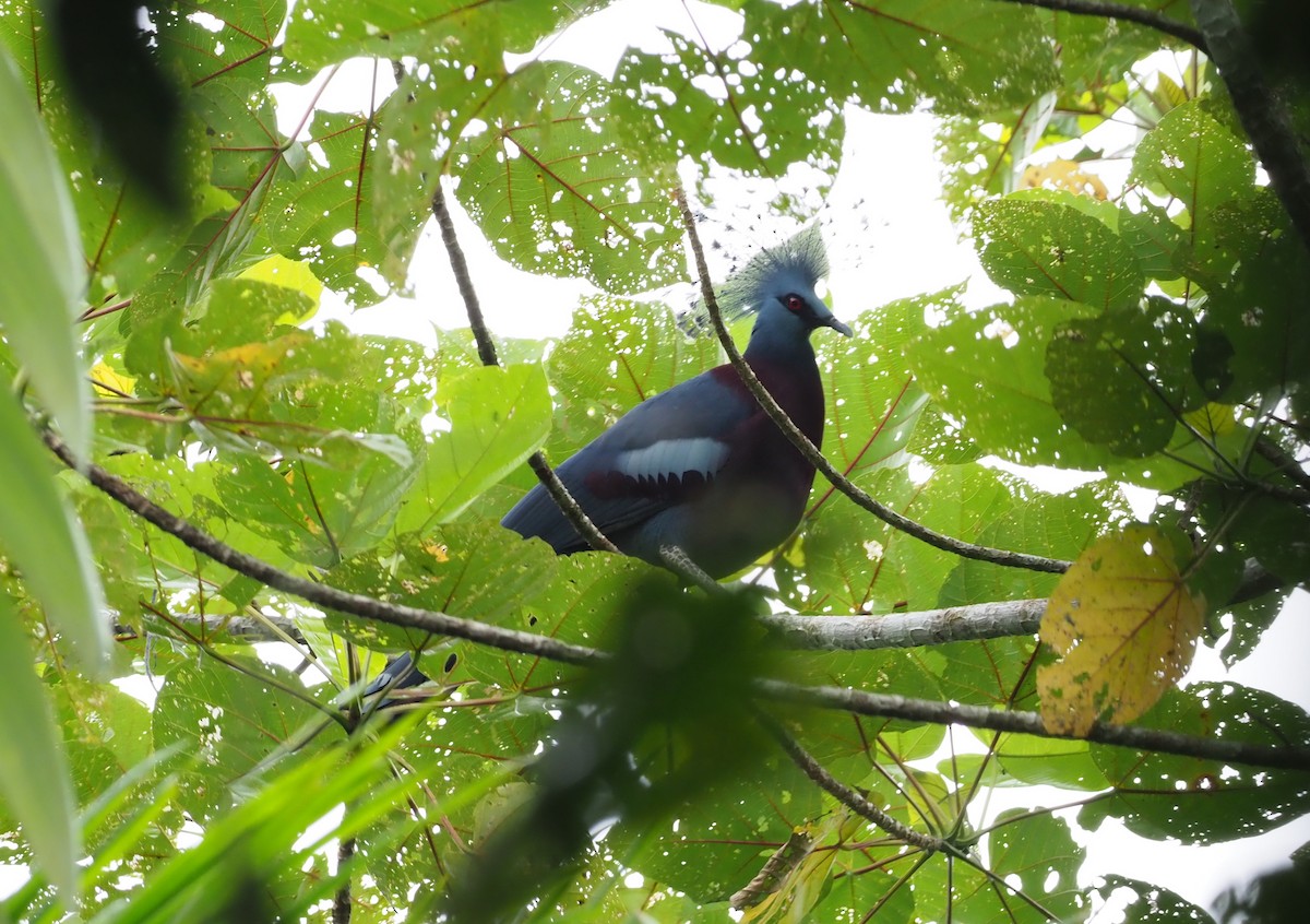 Victoria Crowned-Pigeon - ML245405291