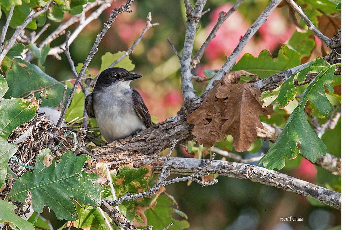 Eastern Kingbird - Bill  Duke