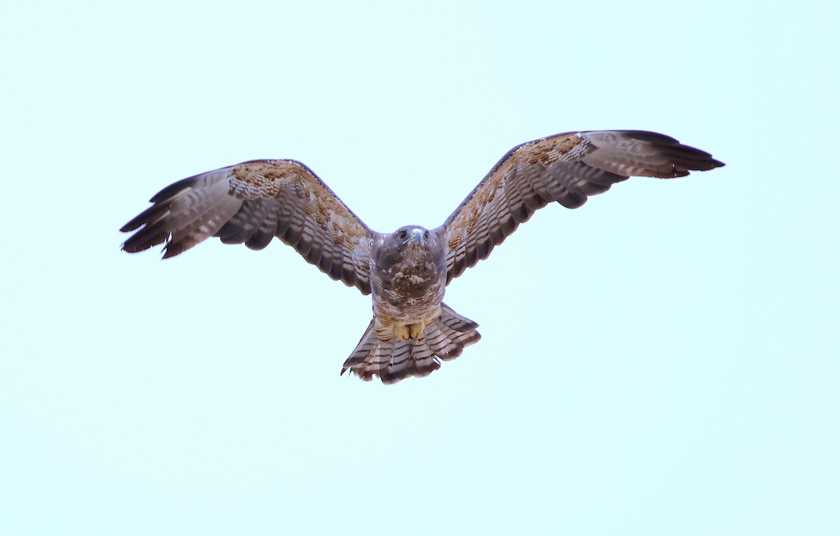 Swainson's Hawk - ML245406531