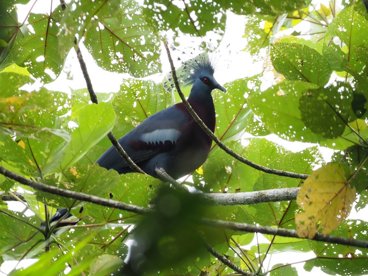 Victoria Crowned-Pigeon - ML245406561