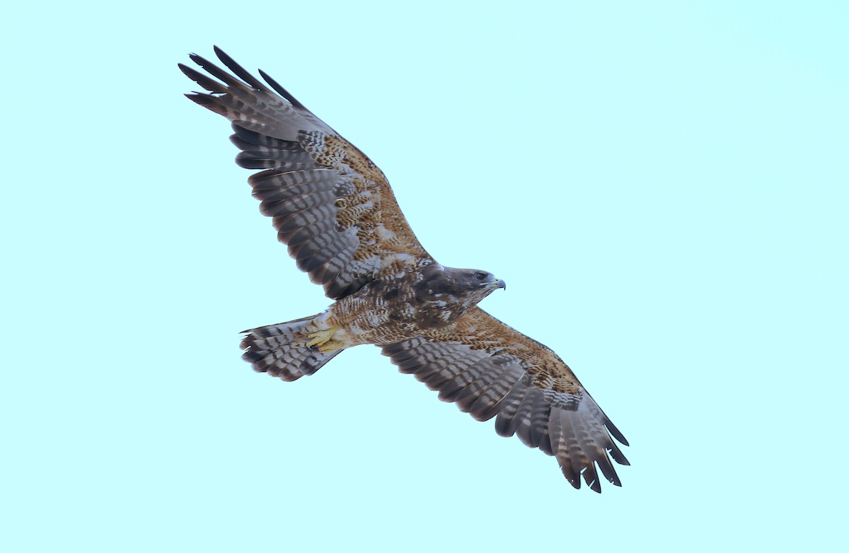 Swainson's Hawk - ML245406771