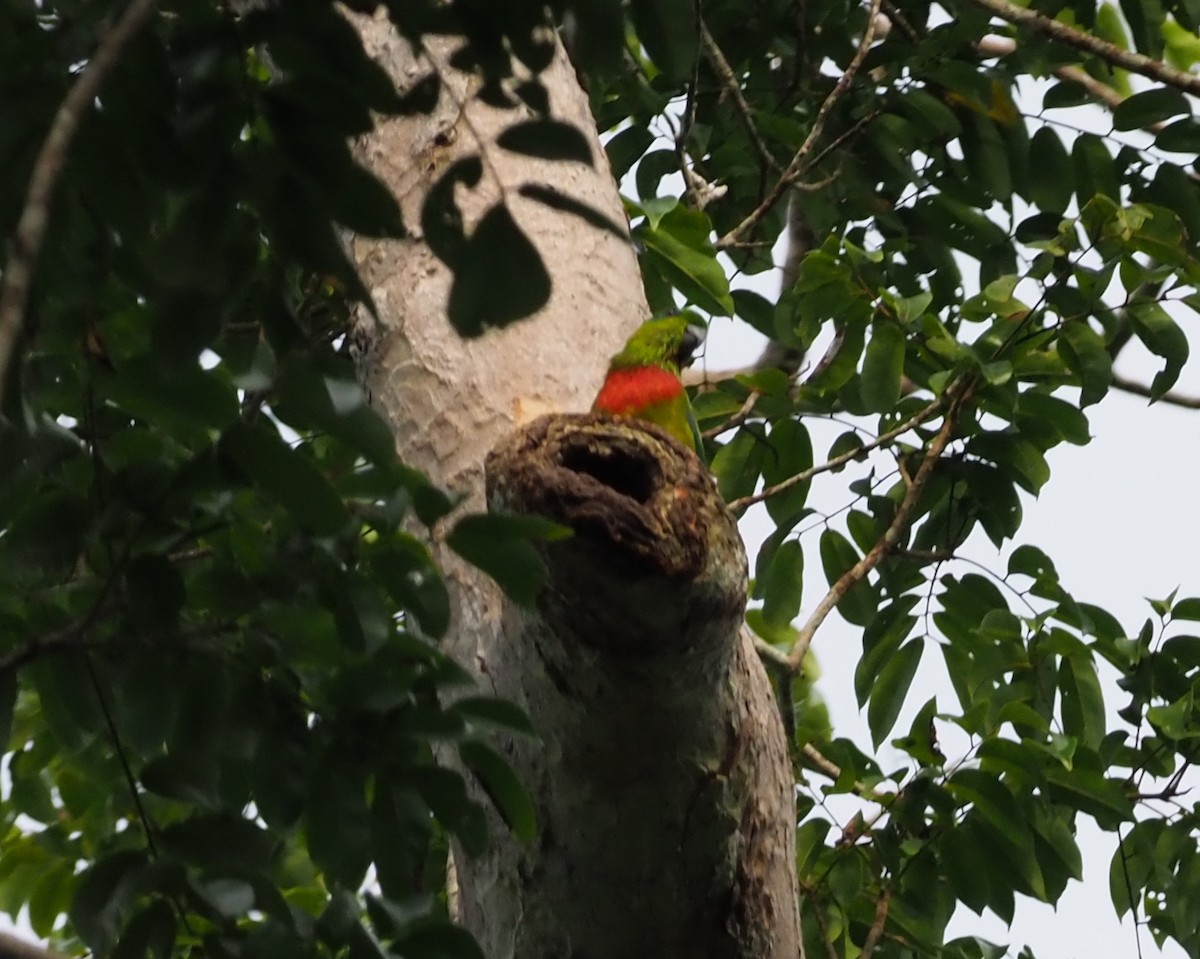 Salvadori's Fig-Parrot - Stephan Lorenz