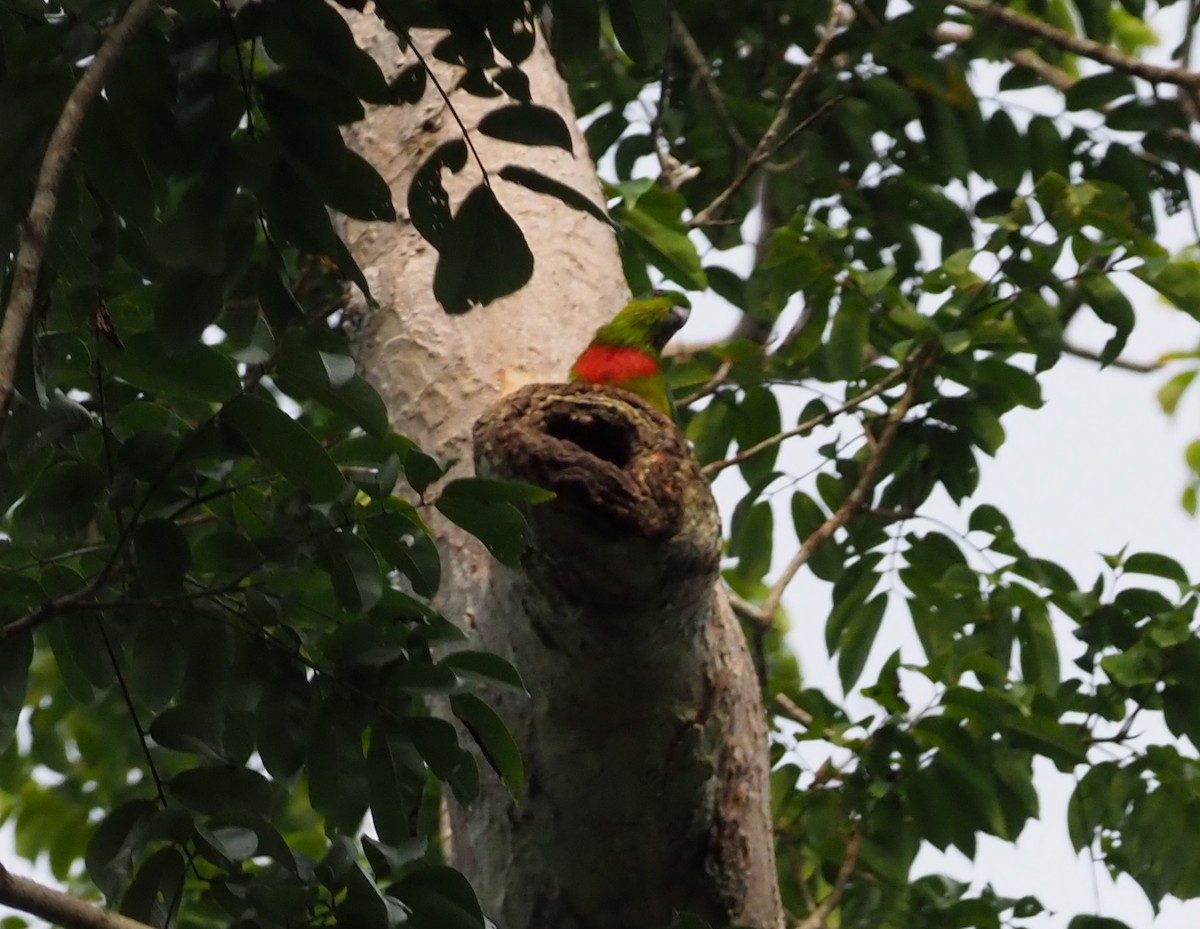 Salvadori's Fig-Parrot - ML245407021