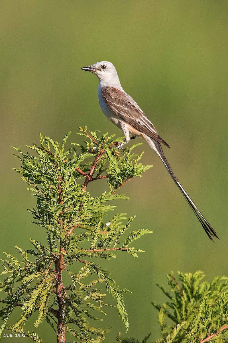 Scissor-tailed Flycatcher - Bill  Duke