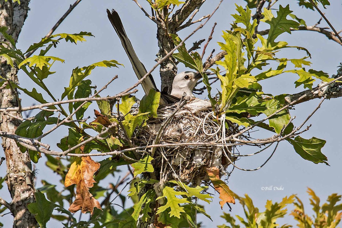 Scissor-tailed Flycatcher - ML245408981