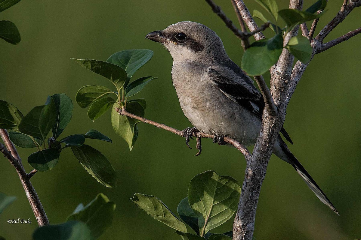 Loggerhead Shrike - ML245409391