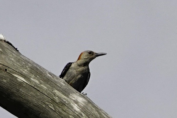 Red-bellied Woodpecker - ML245411041