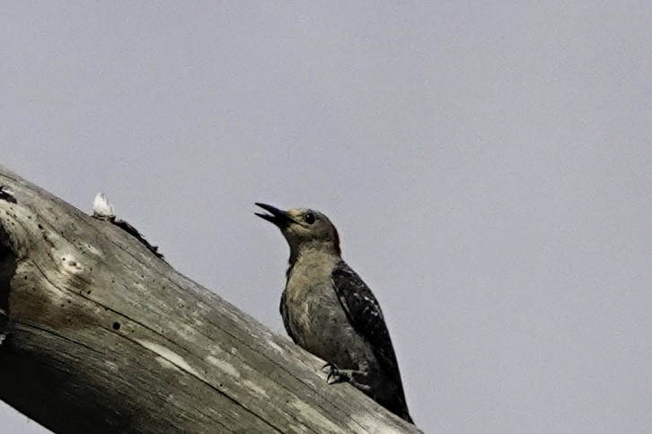 Red-bellied Woodpecker - ML245411051