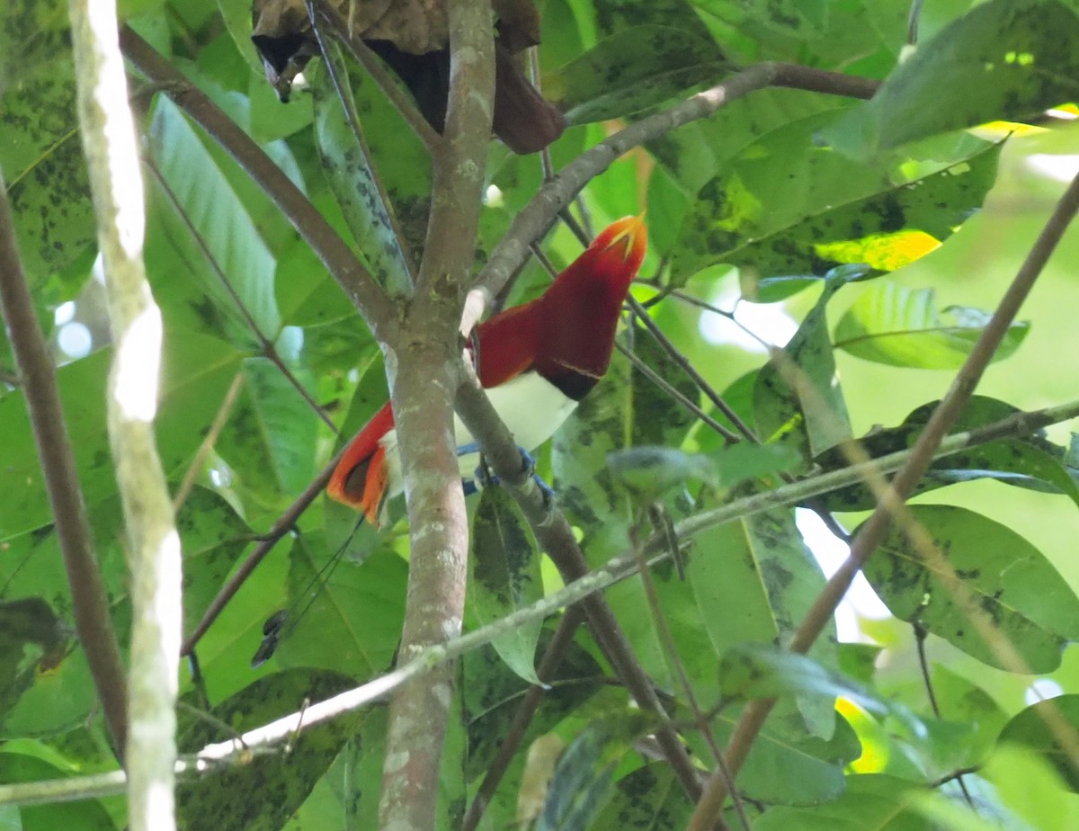 King Bird-of-Paradise - Stephan Lorenz