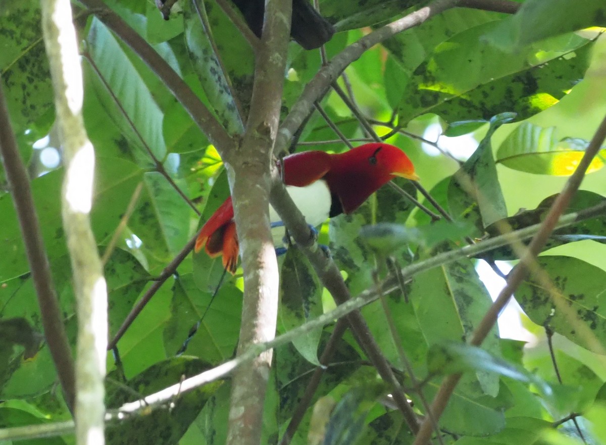 King Bird-of-Paradise - Stephan Lorenz