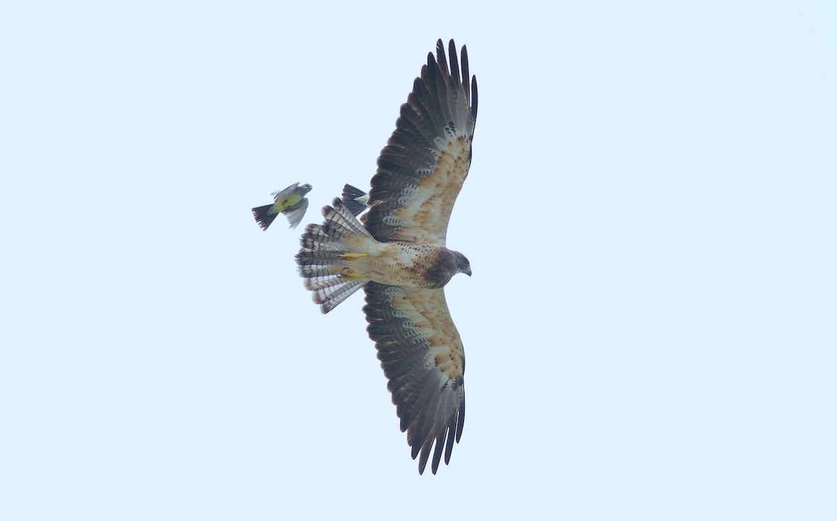 Swainson's Hawk - ML245411801