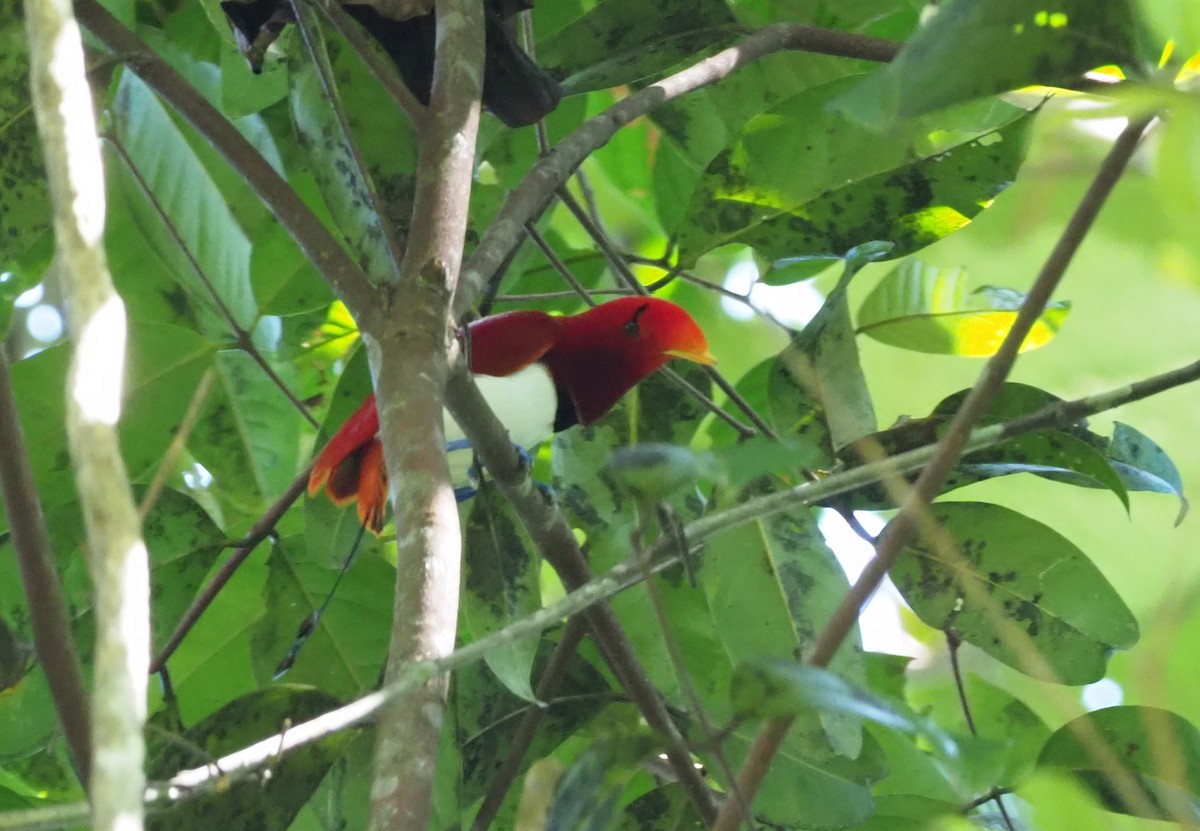 King Bird-of-Paradise - Stephan Lorenz