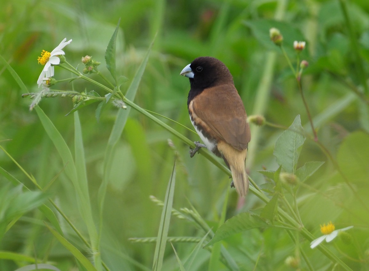 Black-breasted Munia - Stephan Lorenz