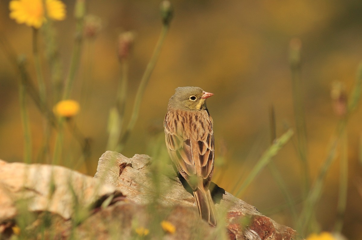 Ortolan Bunting - ML245412321