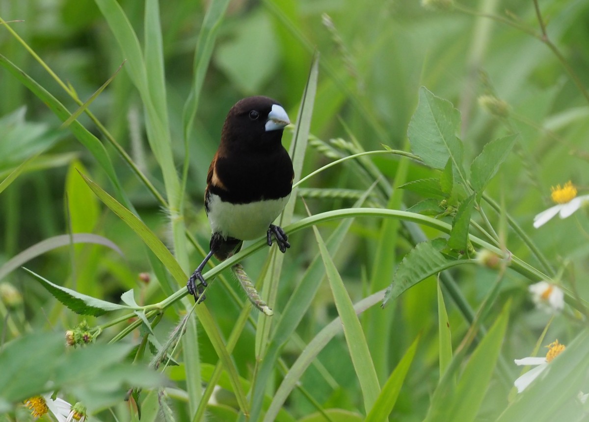 Black-breasted Munia - Stephan Lorenz