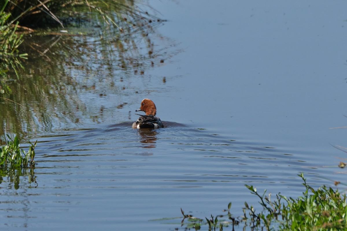 Eurasian Wigeon - ML245412571