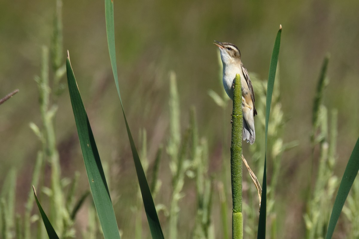 Sedge Warbler - ML245413621