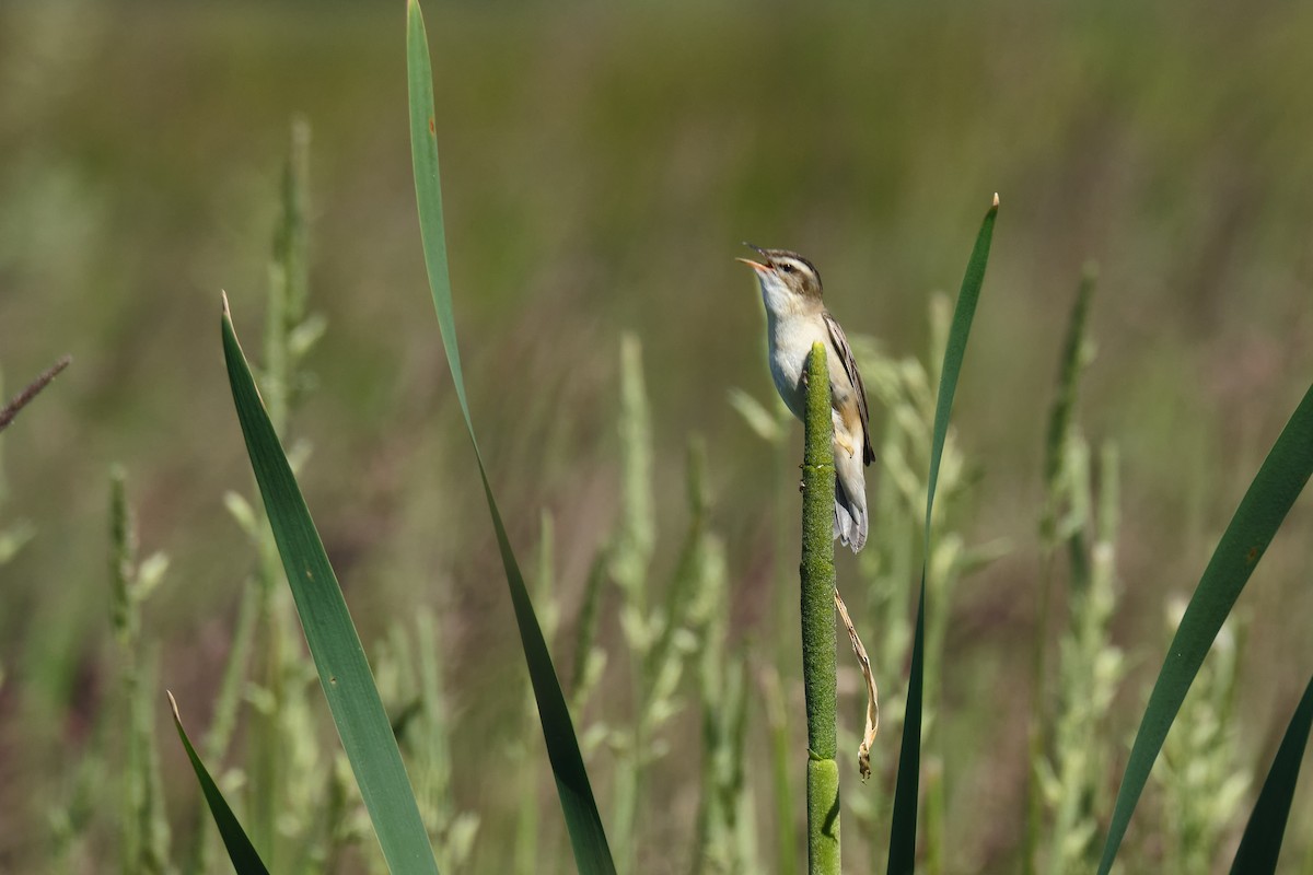 Sedge Warbler - ML245413641