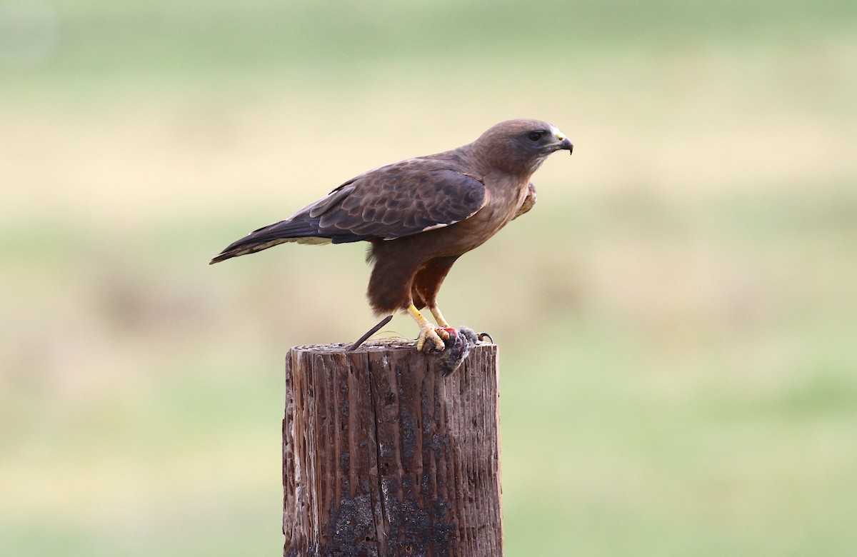 Swainson's Hawk - ML245414421