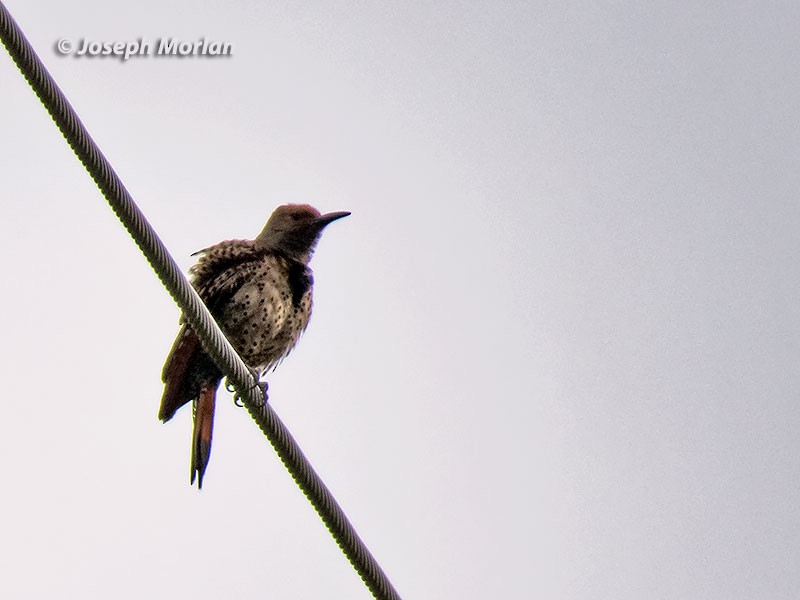 Northern Flicker - ML245414471