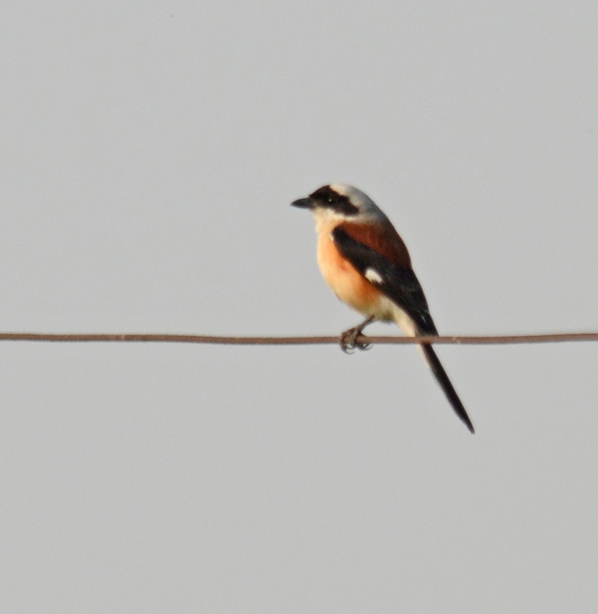 Bay-backed Shrike - ML245416001