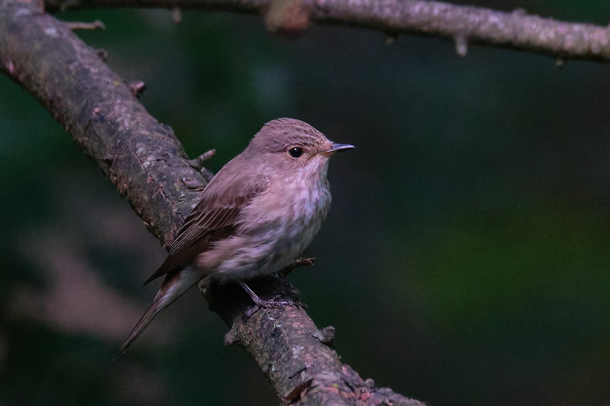 Spotted Flycatcher - ML245416981