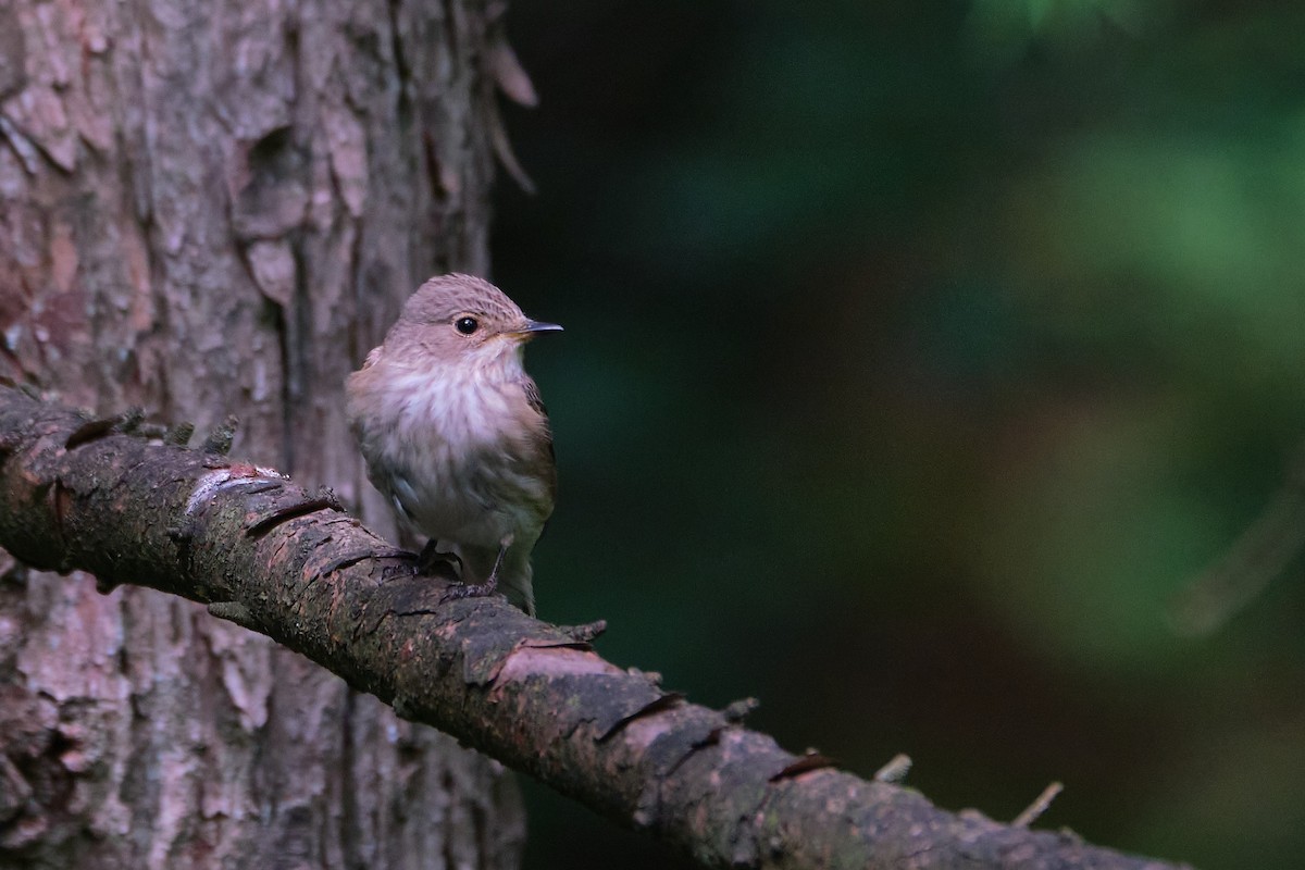 Spotted Flycatcher - ML245417001