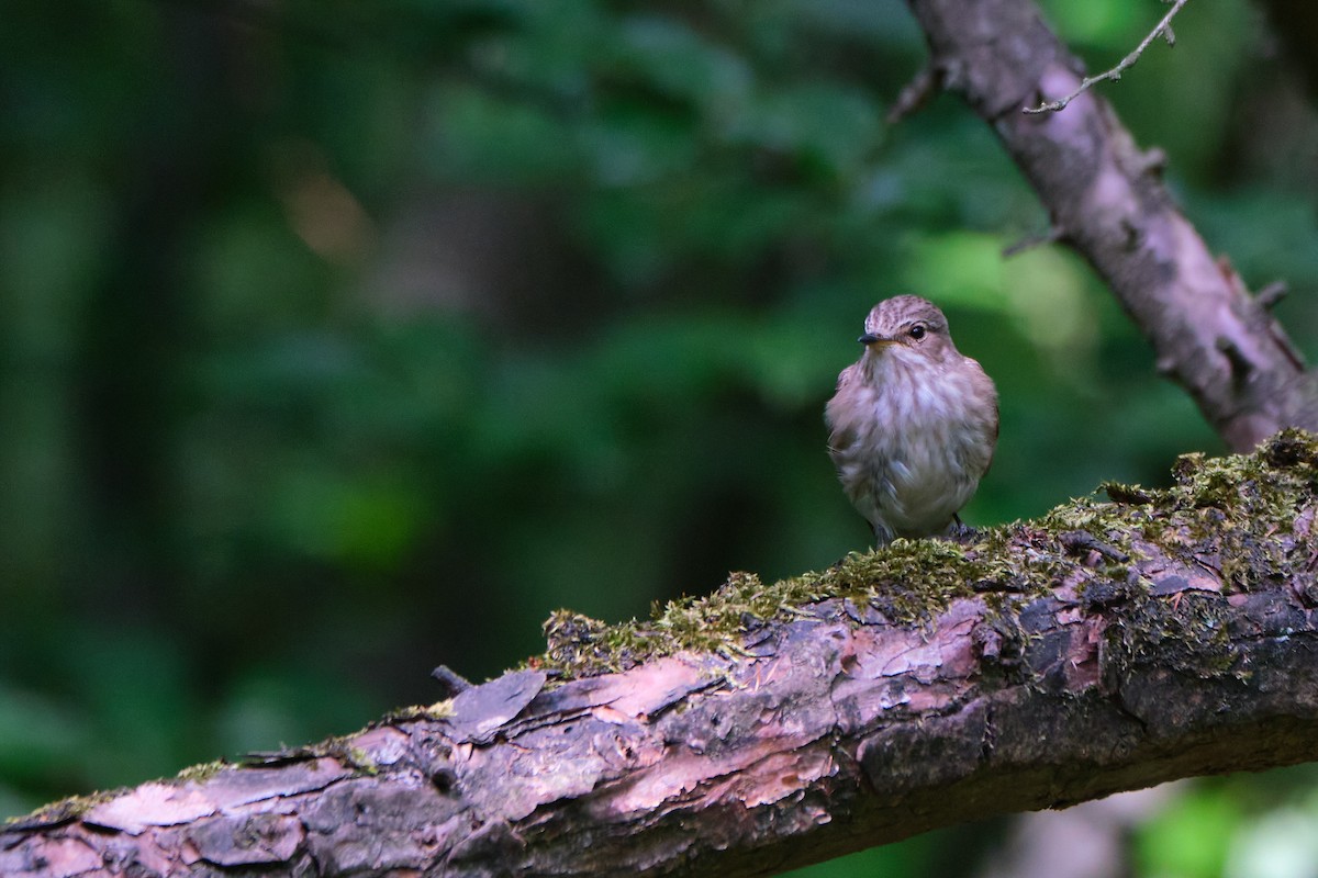 Spotted Flycatcher - ML245417021