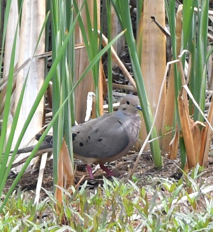 Mourning Dove - Sylvain Dallaire