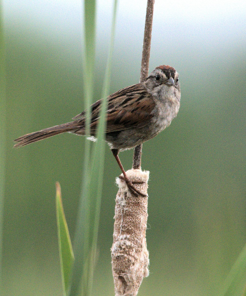 Swamp Sparrow - ML245418191