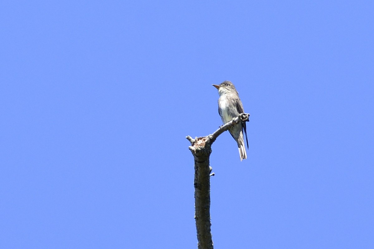 Olive-sided Flycatcher - ML245419581