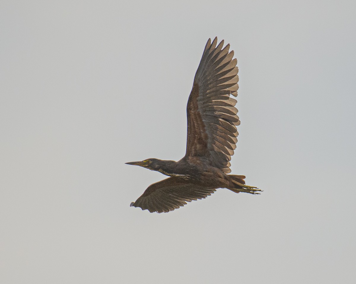 Rufous-bellied Heron - ML245419911