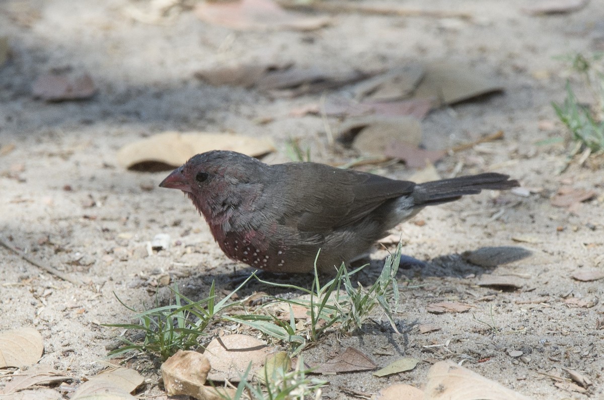 Brown Firefinch - Juan van den Heever