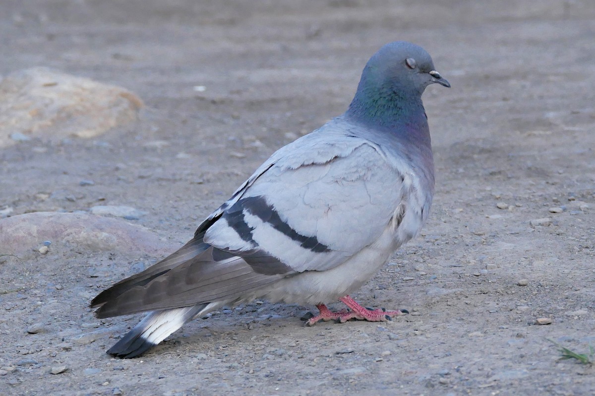 Hill Pigeon - Sandeep Biswas