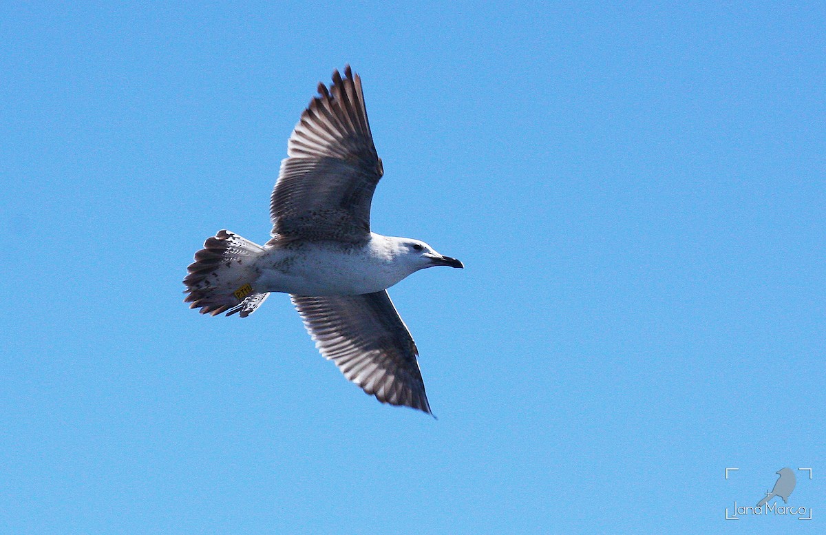 Gaviota del Caspio - ML245421581