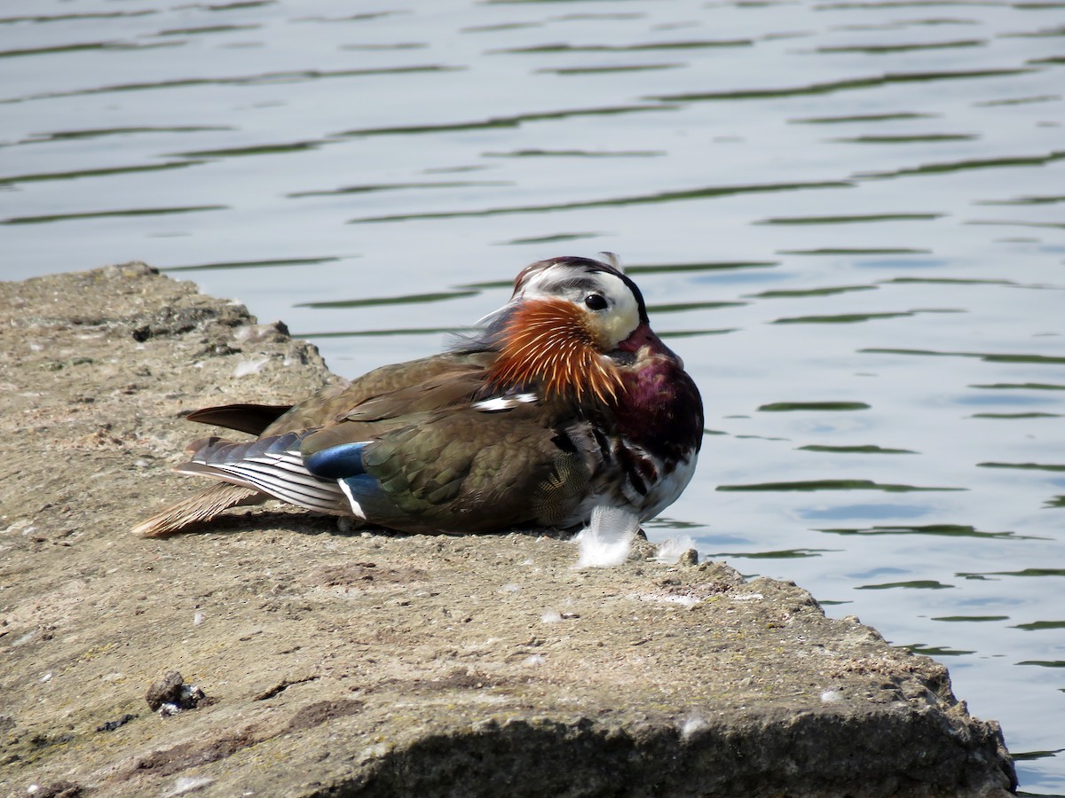 Mandarin Duck - ML245422321