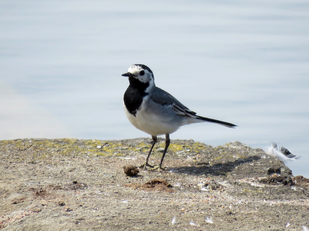 White Wagtail - ML245422351