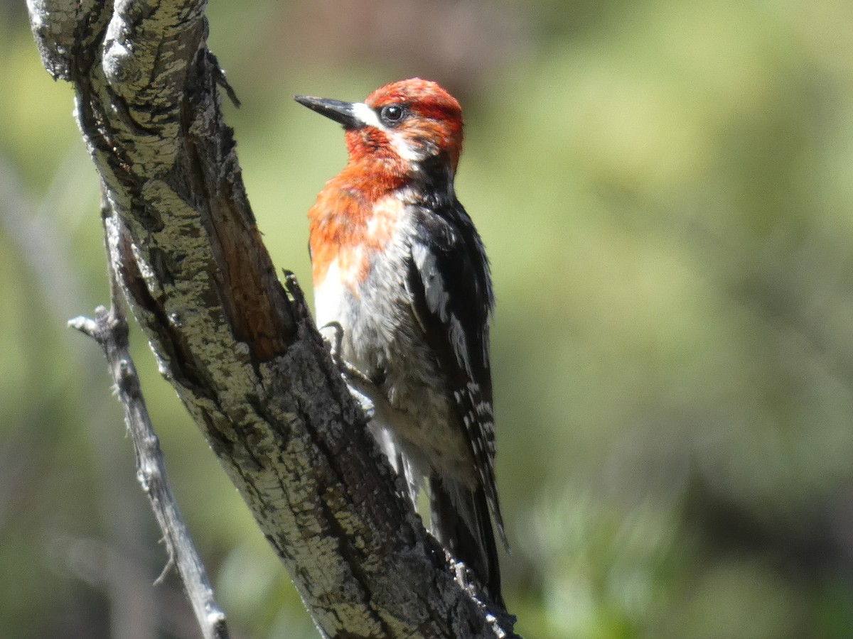 Red-breasted Sapsucker - ML245423641